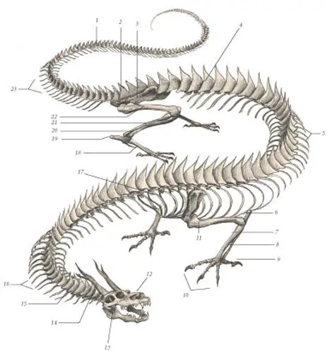 иллюстрация 1 1 Caudal spinous process 2 Sacrum 3 Pelvis 4 Lumbar - фото 86