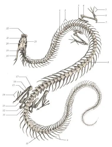иллюстрация 3 1 Cervical spinous process 2 Cervical ribs 3 Scapula 4 - фото 88