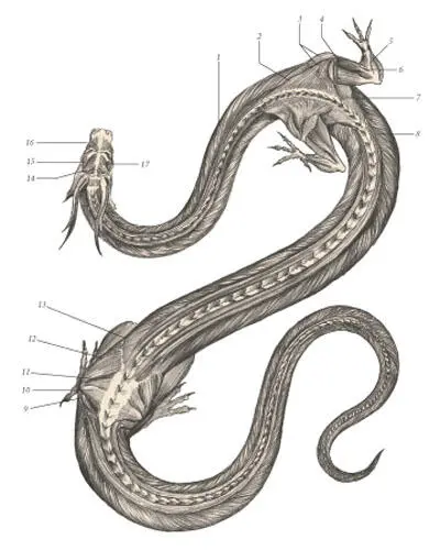 иллюстрация 4 1 Iliocostalis 2 Trapezius 3 Deltoideus 4 Triceps - фото 89