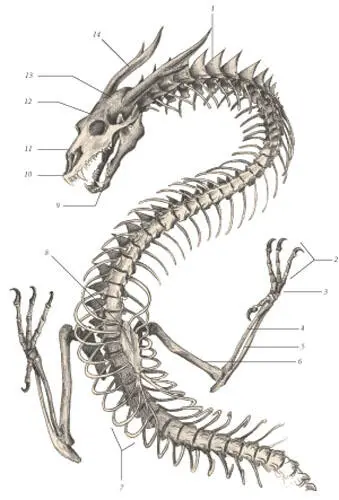 иллюстрация 5 1 Cervical spinous process 2 Phalanges 3 Carpal bones - фото 90