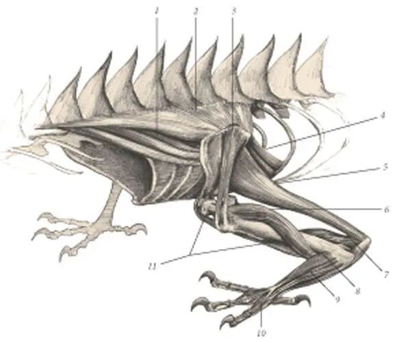 иллюстрация 8 1 Serratus ventralis 2 Rhomboideus 3 Infraspinatus 4 - фото 93