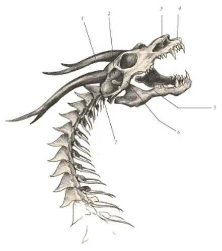 иллюстрация 11 1 Horn 2 Temporalis 3 Nasal 4 Incisival bone 5 - фото 96
