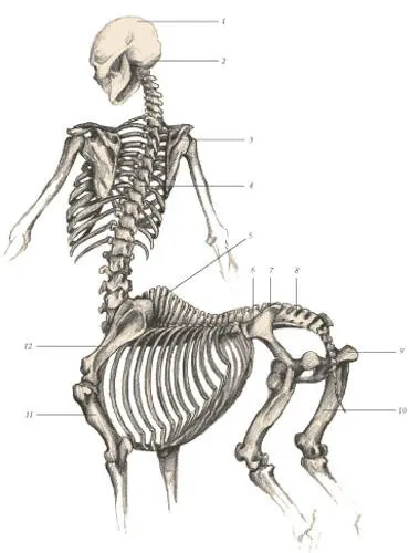 иллюстрация 3 1 Parietal bone 2 Occipital bone 3 Scapula 4 Vertebra - фото 100
