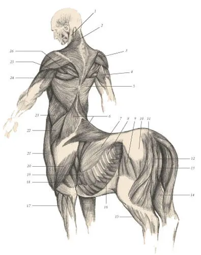 иллюстрация 4 1 Sternomastoid 2 Trapezius 3 Deltoideus 4 Triceps - фото 101