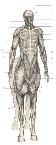 иллюстрация 6 1 Frontalis muscle 2 Orbicularis oculi 3 Levator labii - фото 103