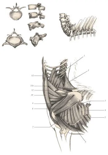 иллюстрация 7 1 Obliquus externus abdomins 2 Trapezius see cutaway 3 - фото 104