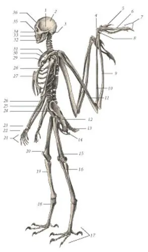 иллюстрация 1 1 Trapezius 2 Tensor propatagialis 3 Biceps brachii 4 - фото 105