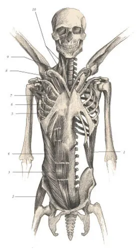 иллюстрация 7 1 Quadratus lumborum 2 Gluteus medius 3 Rectus abdominis - фото 111