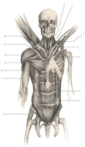 иллюстрация 8 1 Sternohyoideus 2 Sternocleidomastoideus 3 Pectoralis - фото 112