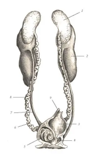 иллюстрация 15 1 Testis 2 Kidney 3 Coprodeum 4 Cloaca 5 Penis - фото 119