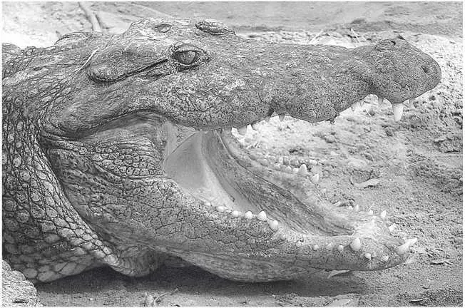 Болотный крокодил Глава 6 Crocodylus palustris честные сигналы До сих пор - фото 12