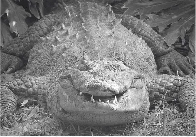 Американский крокодил Глава 15 Crocodylus acutus дневник наблюдений Чили - фото 27