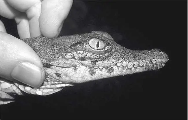 Детеныш нильского крокодила Глава 23 Crocodylus niloticus ловушки на дорогах - фото 42