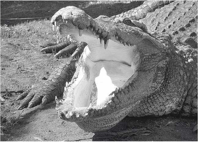 Сиамский крокодил Глава 39 Crocodylus siamensis последняя песня В России - фото 71