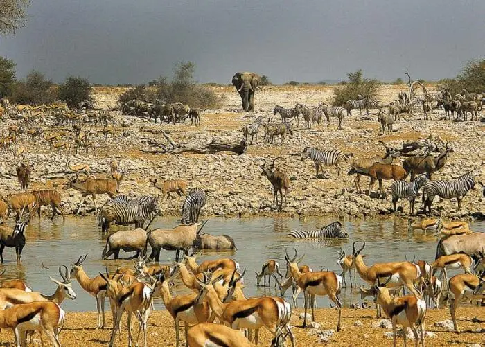 Водопой в Этоше Колумб в пустыне Намаква Южная Африка Детеныш нильского - фото 109