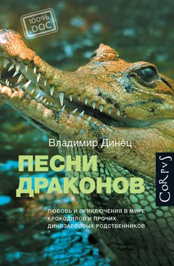 Владимир Динец Песни драконов. Любовь и приключения в мире крокодилов и прочих динозавровых родственников обложка книги