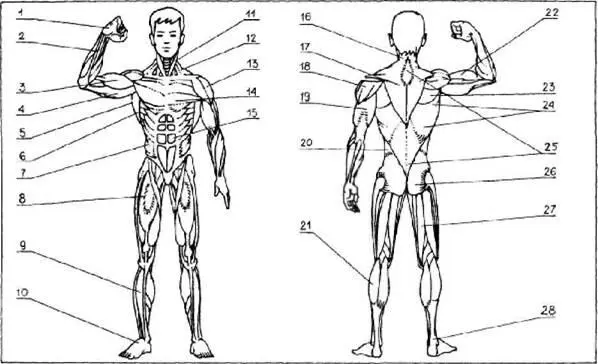 Рис 3 Основные мышцы 1 мышцы кисти 2 мышцы предплечья 3 22 бицепс - фото 3