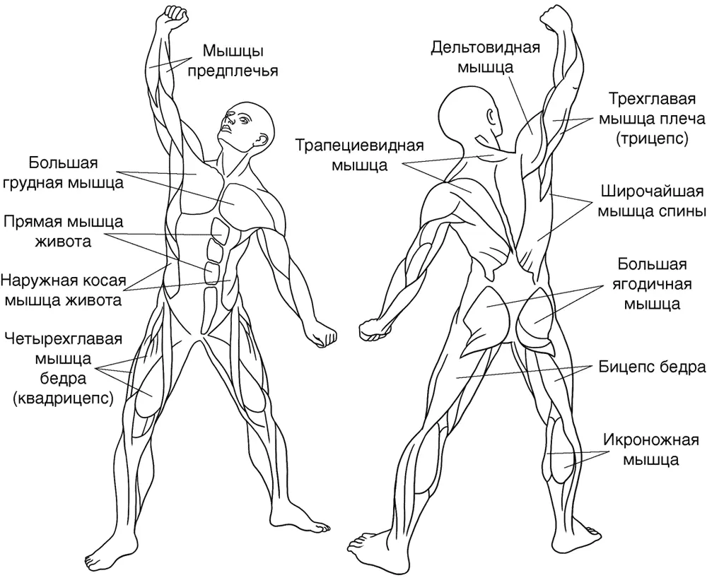 Рис 1 Трапециевидная мышца плоская треугольная мышца расположенная - фото 1