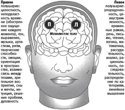 Функции полушарий головного мозга Начинающему музыканту легче расти и творить в - фото 1