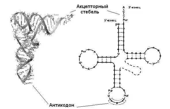 Гформа состоит из двух почти перпендикулярных друг другу спиралей АРНК 11 - фото 25