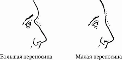 Спинка носа Спинкой носа называется линия его профиля от переносицы до - фото 13