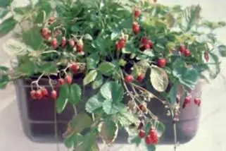 С яркозеленых кустиков свешиваются на длинных цветоносах аппетитные ягоды - фото 163