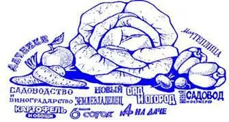 Растут в саду хвойные Вряд ли стоит выращивать на шести сотках высокорослые - фото 222