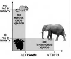 Тридцатиграммовая мышь которая дышит с частотой 150 раз в минуту за свою - фото 249