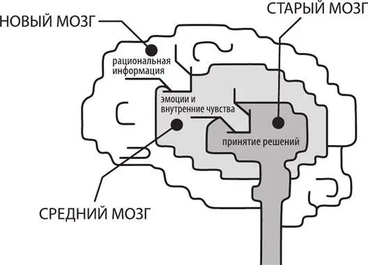 Старый мозг представляет собой первобытный орган непосредственный результат - фото 1