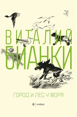 Виталий Бианки Город и лес у моря (сборник) обложка книги