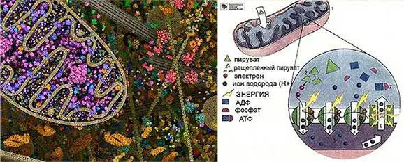 По форме они похожи на колбаски длиной всего несколько микронов 3 У - фото 1