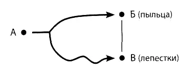 ТП2 слабый ветер 14 Выбор ТП Главная цель системы перенос пыльцы - фото 42