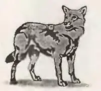 Эволюция животного мира изобилует отрывочными сведениями и белыми пятнами Мы - фото 7