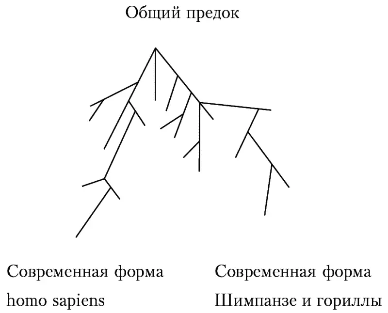 Рис 2Схема процесса антропогенеза Р Левонтин Говоря о нелинейности - фото 2