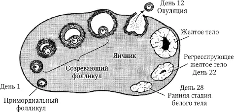 Рис 4 Изменения в яичнике в течение менструального цикла по Hanretty K P - фото 4