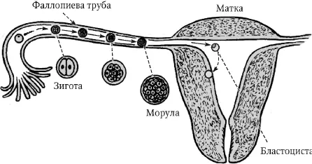 Рис 8 Движение оплодотворенной яйцеклетки по Hanretty K P 2003 В - фото 8