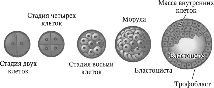Рис 9 Ранние этапы развития оплодотворенной яйцеклетки по Zerucha T 2009 - фото 9