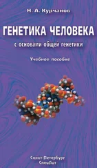 Николай Курчанов - Генетика человека с основами общей генетики. Учебное пособие