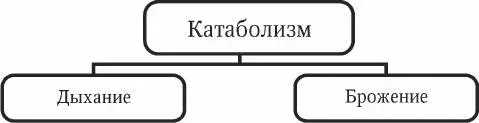Рис 26 Классификация типов катаболизма 24 Фотосинтез и хемосинтез - фото 9