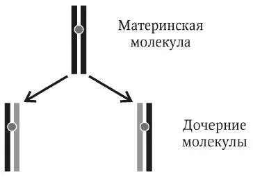 Рис 31 Полуконсервативный принцип репликации ДНК Две новые молекулы ДНК - фото 12