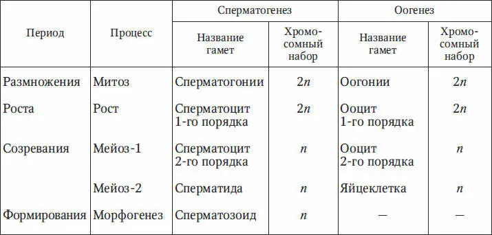На 1м этапе период размножения первичные клетки сперматогонии и оогонии - фото 22