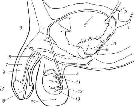 Мужские половые органы 1 семенной пузырек 2 выводной проток 3 - фото 3