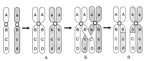 Диплотена На этой стадии гомологичные хромосомы начинают отталкиваться друг - фото 9