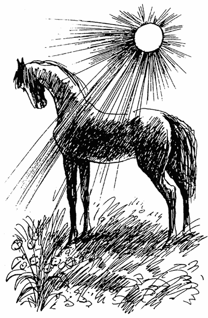 Мир глазами лошади Черный Красавчик одна из самых необыкновенных книг Это - фото 1