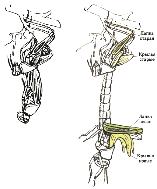Две стадии линьки родственников нашего кузнечика саранчовых Шагая с листика - фото 5