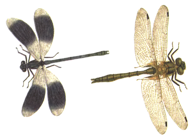 Стрекозы с их археодиктионом и нескладывающимися крыльями слева постоянно - фото 21