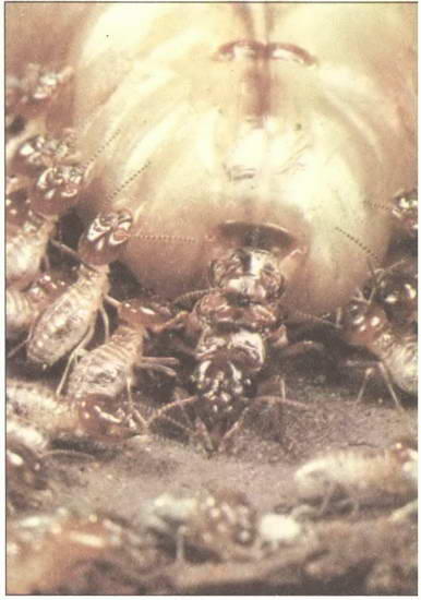 Термиты рабочие собирают кожные выделения с раздувшегося от яиц тела самки - фото 29