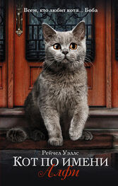 Рейчел Уэллс: Кот по имени Алфи