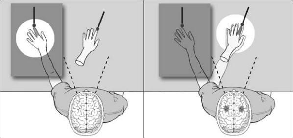Рисунок 1 Иллюзия резиновой руки Здоровый испытуемый переживает - фото 1