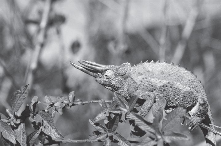 Как только хамелеон заметит насекомое он устремляет на него оба глаза и - фото 11